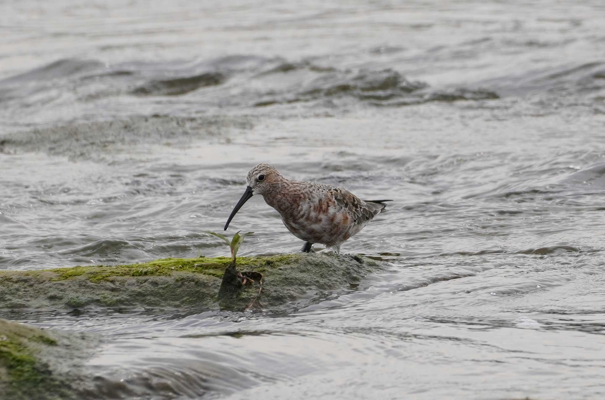Photo of Curlew Sandpiper at 多摩川二ヶ領宿河原堰 by たっちゃんち