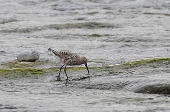 Curlew Sandpiper 多摩川二ヶ領宿河原堰 Thu, 5/19/2022