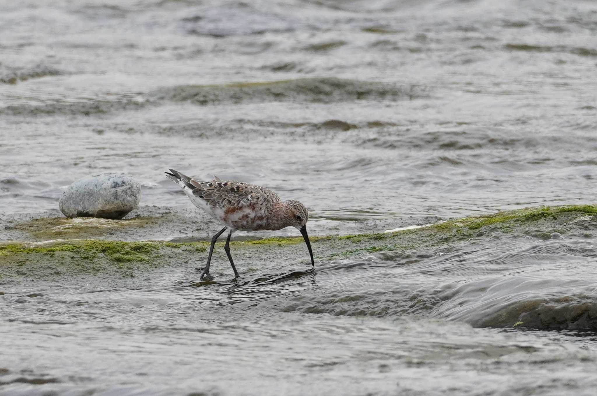 Photo of Curlew Sandpiper at 多摩川二ヶ領宿河原堰 by たっちゃんち