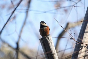 Varied Tit Mitsuike Park Tue, 12/26/2017