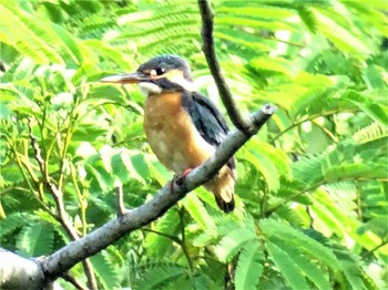 2022年6月3日(金) 舞岡公園の野鳥観察記録