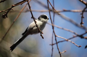 Long-tailed Tit Mitsuike Park Tue, 12/26/2017