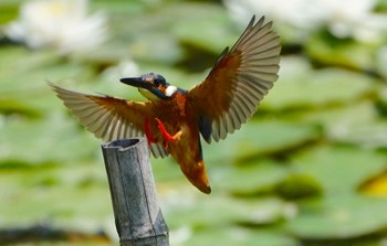 2022年6月3日(金) 千里東町公園の野鳥観察記録