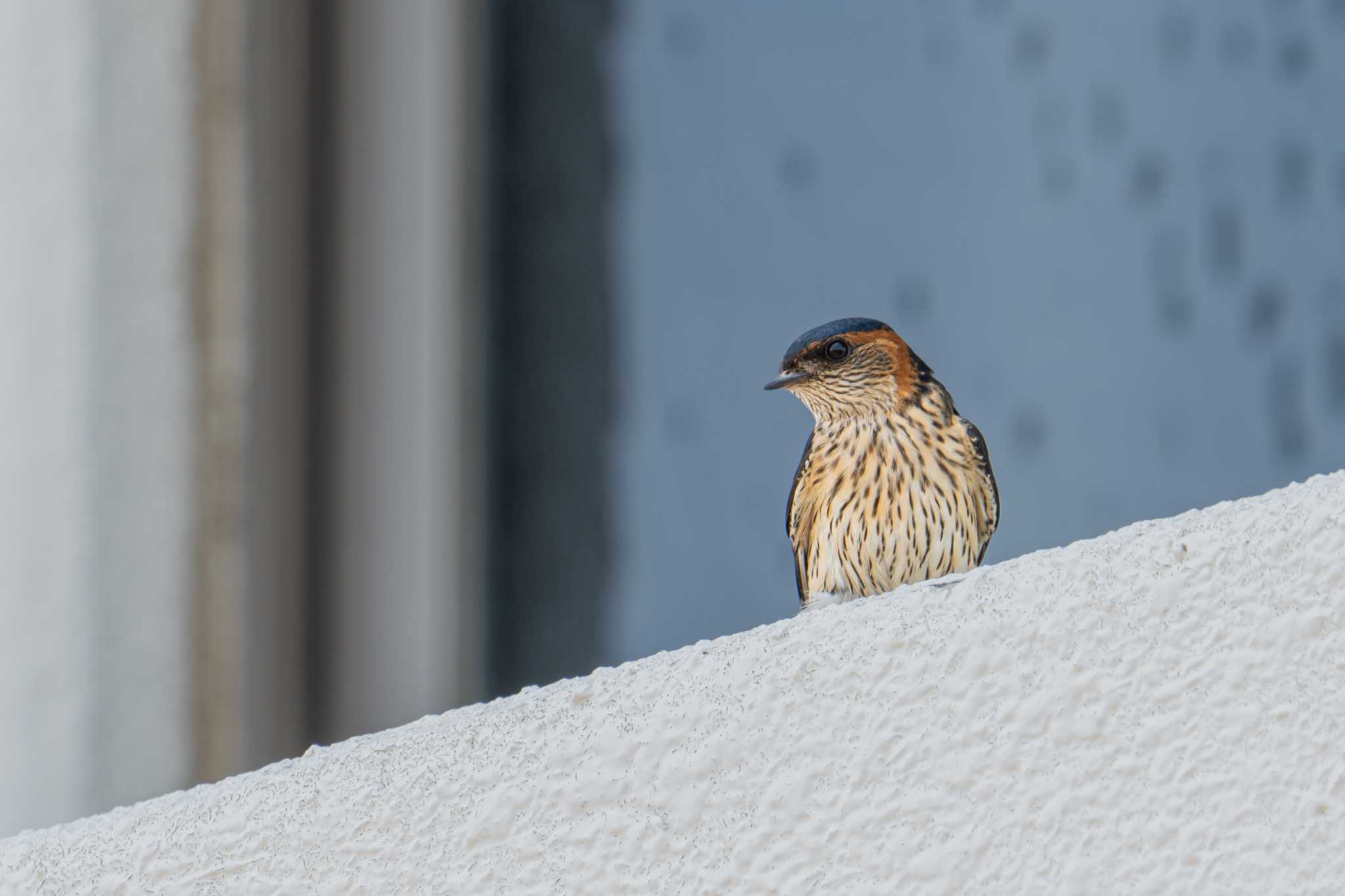 神奈川県平塚市 コシアカツバメの写真 by Tosh@Bird