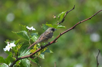 Wed, 4/20/2022 Birding report at Hegura Island