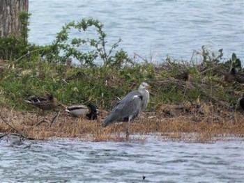 2022年4月11日(月) 琵琶湖の野鳥観察記録