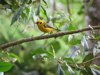 Golden Tanager エクアドル Fri, 7/15/2011