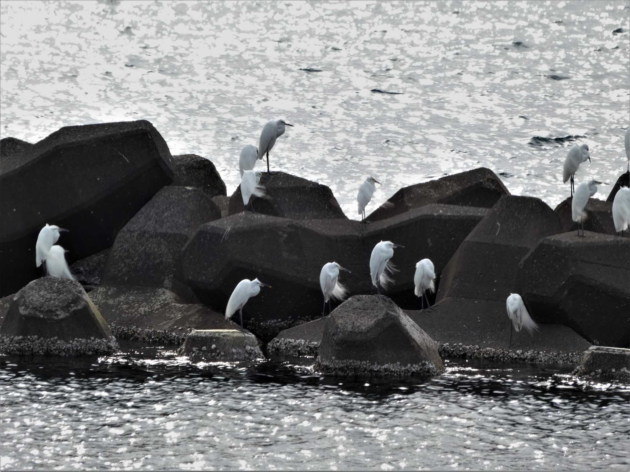 越前海岸 ダイサギの写真