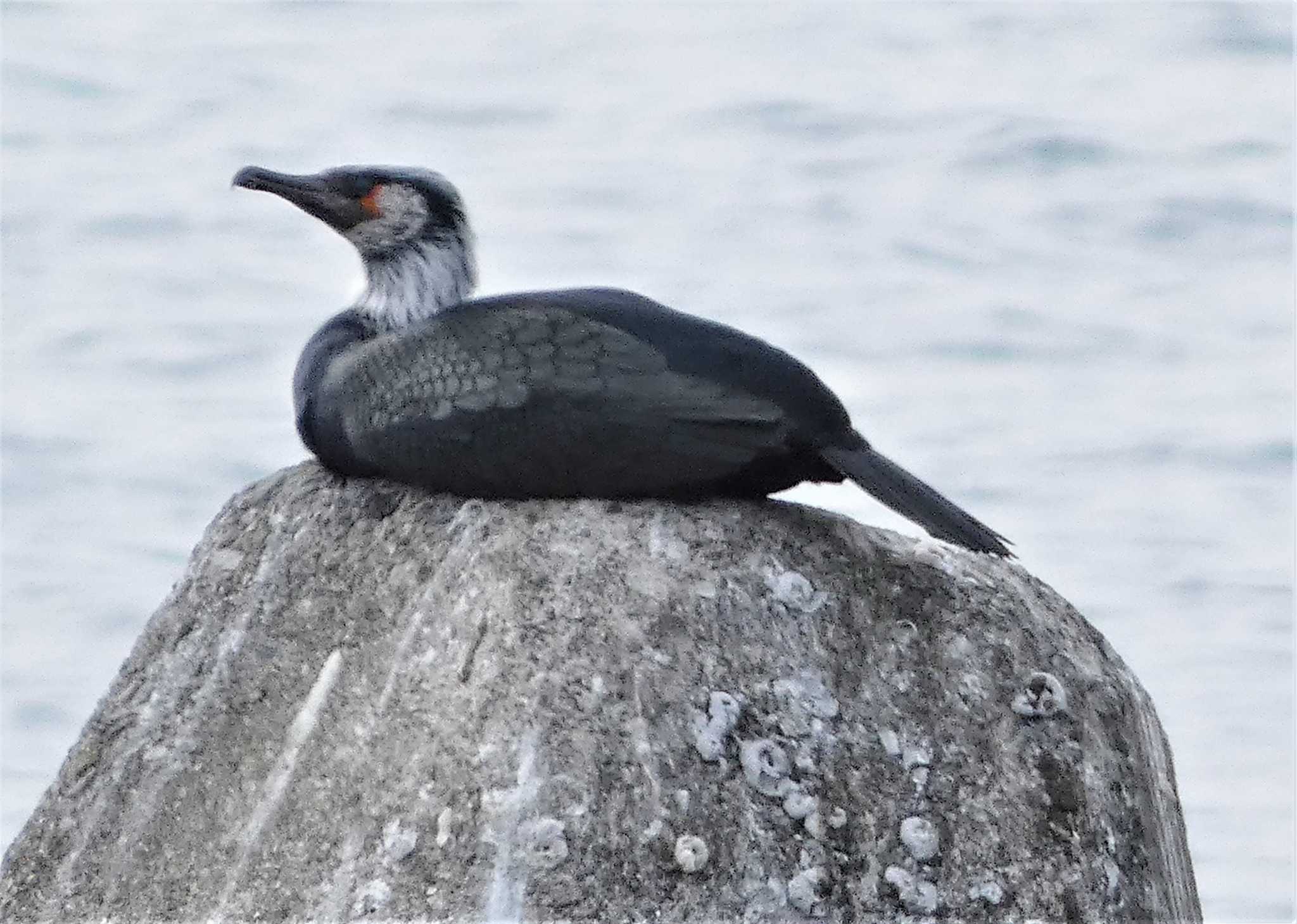 越前海岸 ウミウの写真