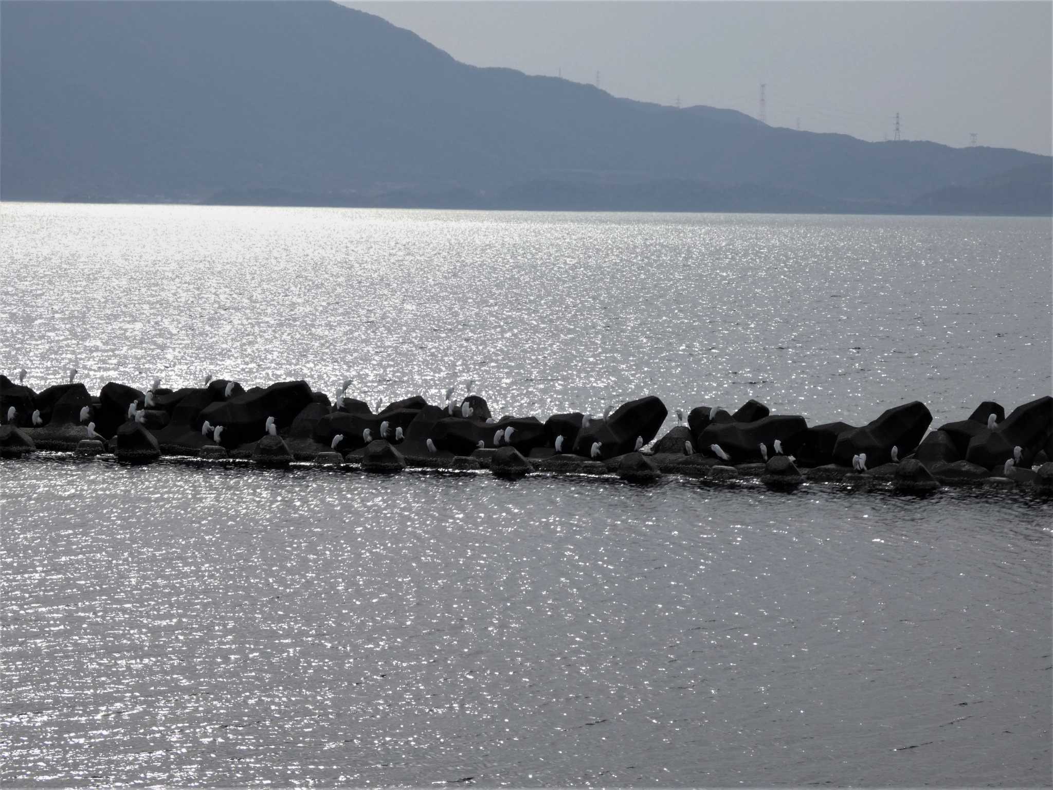 越前海岸 ダイサギの写真