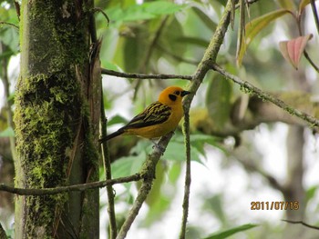 Golden Tanager エクアドル Fri, 7/15/2011