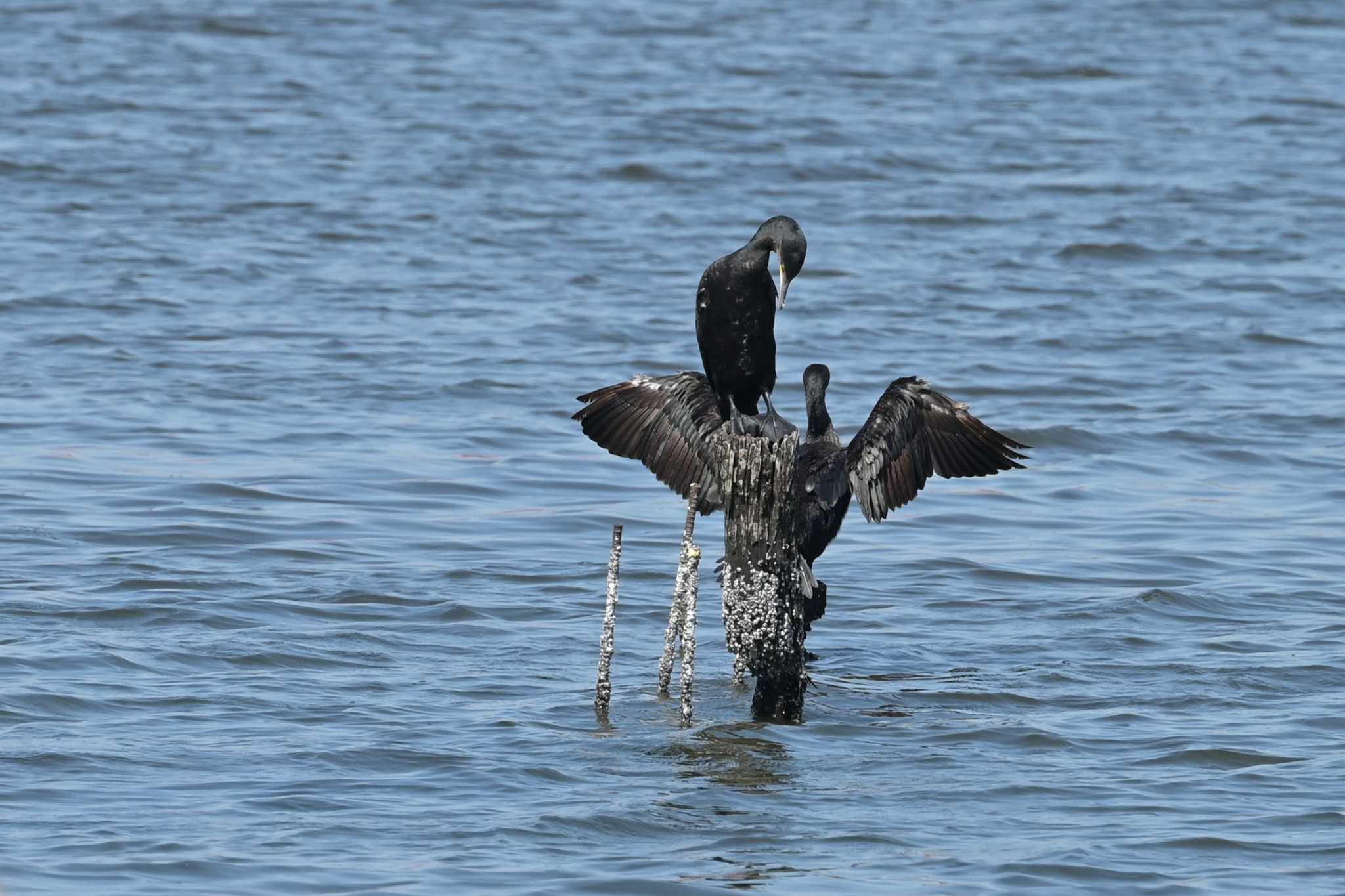 カワウの日光浴