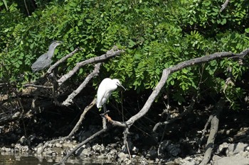 コサギ 東京港野鳥公園 2022年5月29日(日)