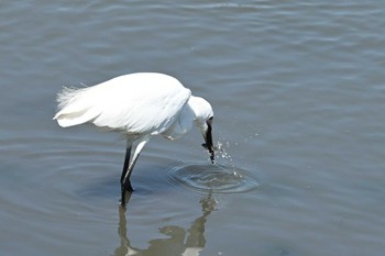 コサギ 東京港野鳥公園 2022年5月29日(日)