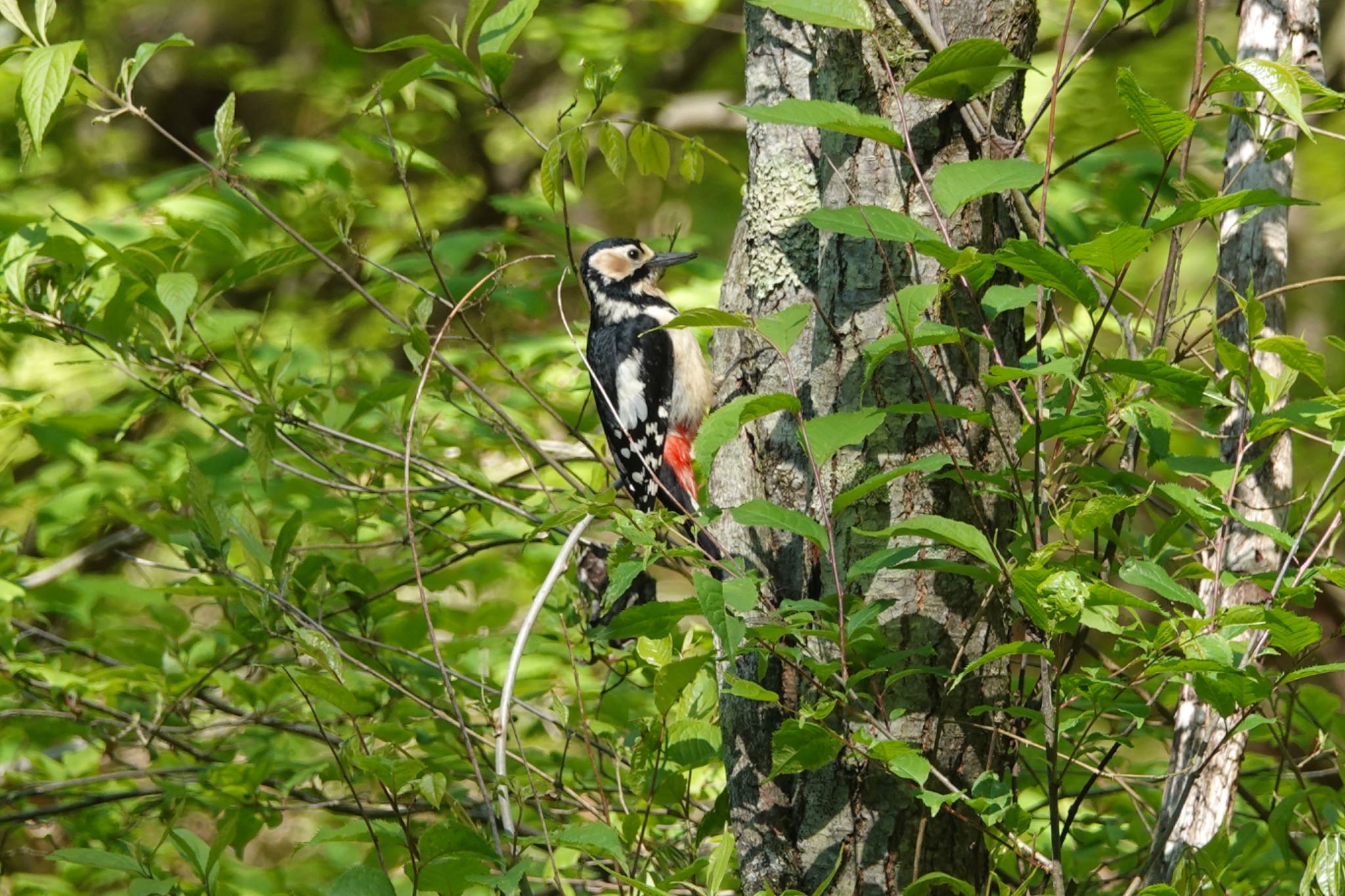 軽井沢野鳥の森 アカゲラの写真