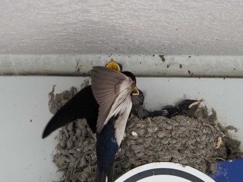 Barn Swallow 駅前 Fri, 6/3/2022