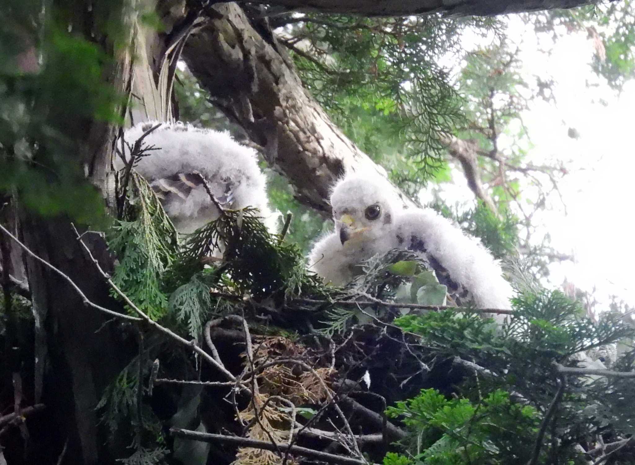 井の頭公園 オオタカの写真