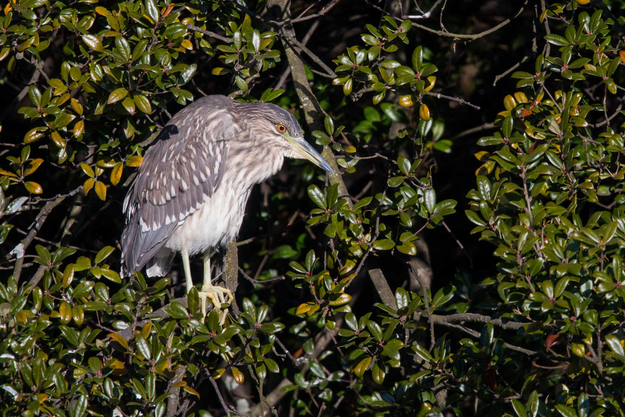 Photo of Black-crowned Night Heron at Akashi Park by ときのたまお