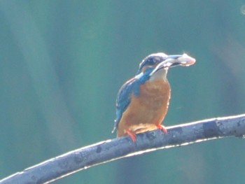 2022年6月4日(土) 白幡沼(さいたま市)の野鳥観察記録