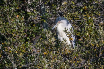 Black-crowned Night Heron Akashi Park Wed, 12/20/2017