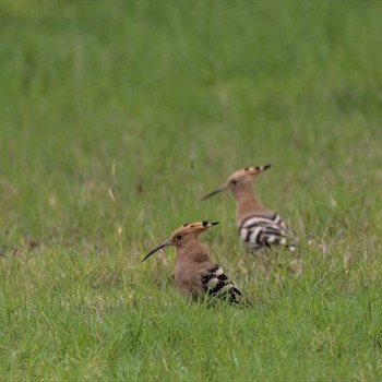 Eurasian Hoopoe 台湾 Sat, 1/16/2016