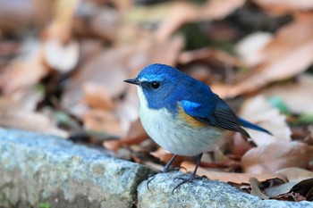 Red-flanked Bluetail Unknown Spots Wed, 12/27/2017