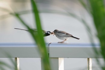 White Wagtail 多摩川二ヶ領宿河原堰 Sat, 6/4/2022