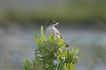 Sat, 6/4/2022 Birding report at 多摩川二ヶ領宿河原堰