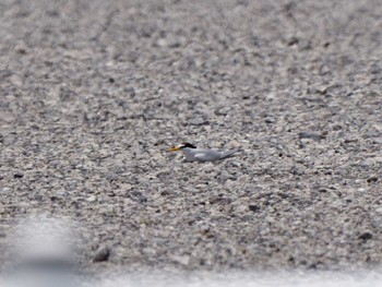 Thu, 6/2/2022 Birding report at 金田さざなみ公園(千葉県木更津市)