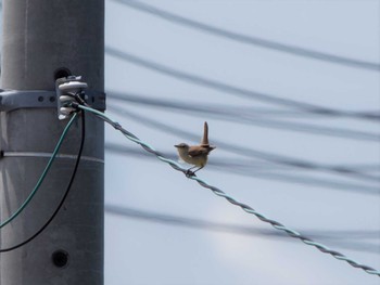 Oriental Reed Warbler 金田さざなみ公園(千葉県木更津市) Thu, 6/2/2022