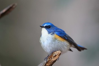 Red-flanked Bluetail Unknown Spots Wed, 12/27/2017