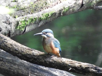 Sat, 6/4/2022 Birding report at 平塚市総合公園