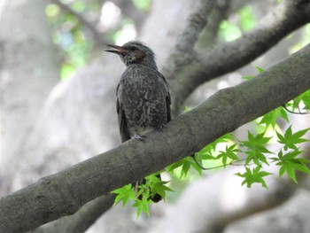 ヒヨドリ 平塚市総合公園 2022年6月4日(土)