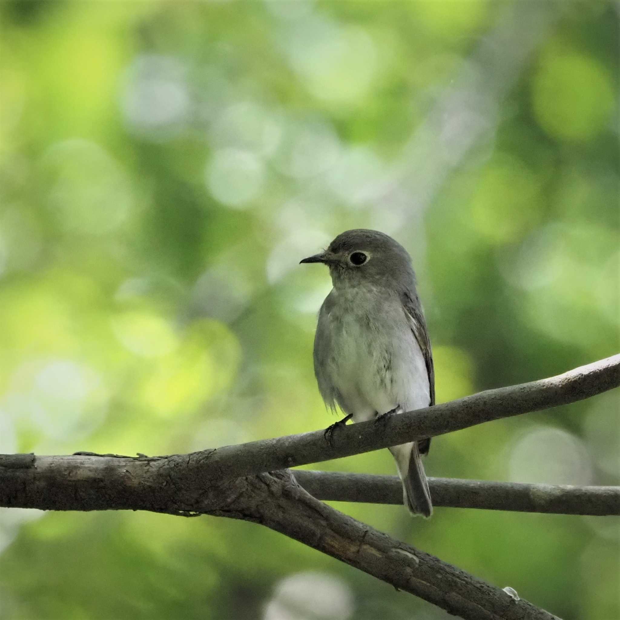 Photo of Asian Brown Flycatcher at 姫路市自然観察の森 by しんちゃん