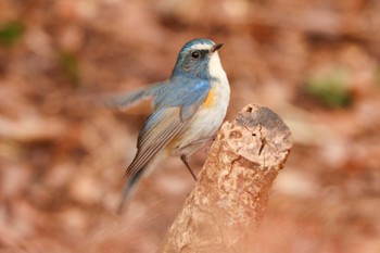 2022年1月20日(木) 三ツ池公園(横浜市鶴見区)の野鳥観察記録