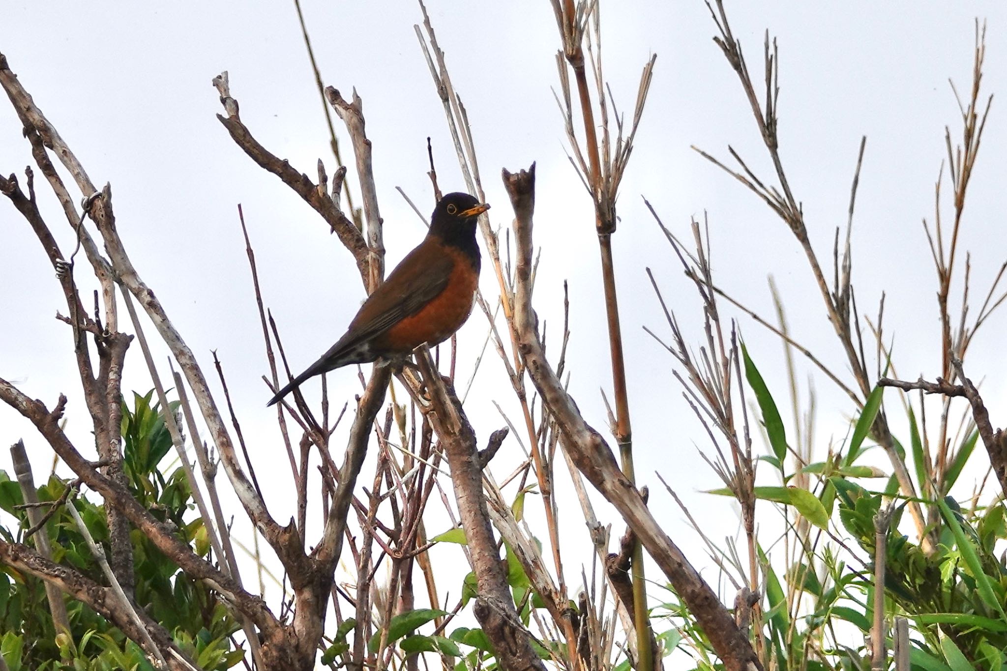 Izu Thrush