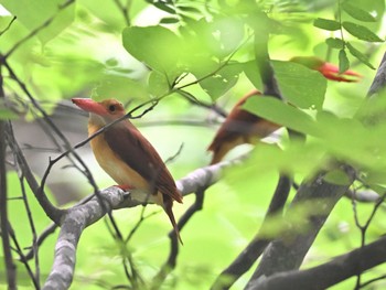 アカショウビン 鳥取 在庫現在営巣難儀中 2021年6月28日(月)