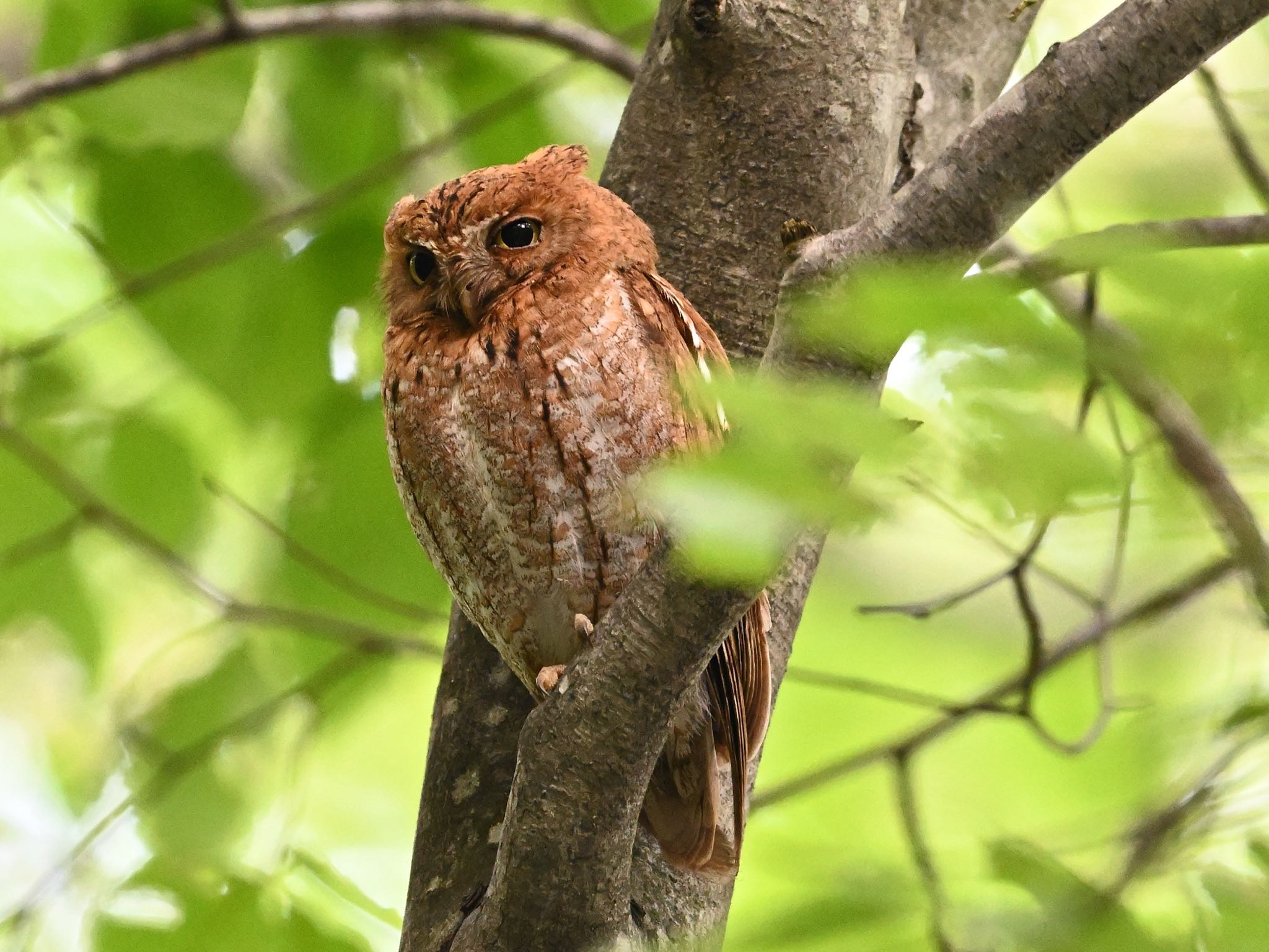 鳥取 在庫 赤色型 コノハズクの写真 by アカウント5227