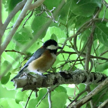 Varied Tit 旭山公園 Sat, 6/4/2022