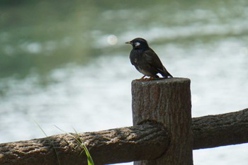 White-cheeked Starling 江津湖 Thu, 6/2/2022