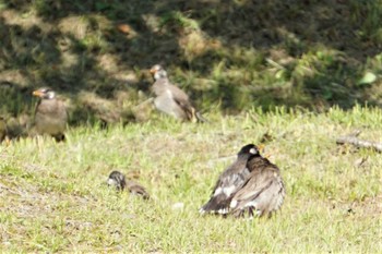 White-cheeked Starling 江津湖 Thu, 6/2/2022