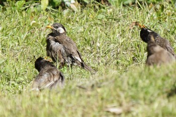 White-cheeked Starling 江津湖 Thu, 6/2/2022