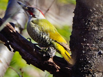 Wed, 12/27/2017 Birding report at 東京都立桜ヶ丘公園(聖蹟桜ヶ丘)