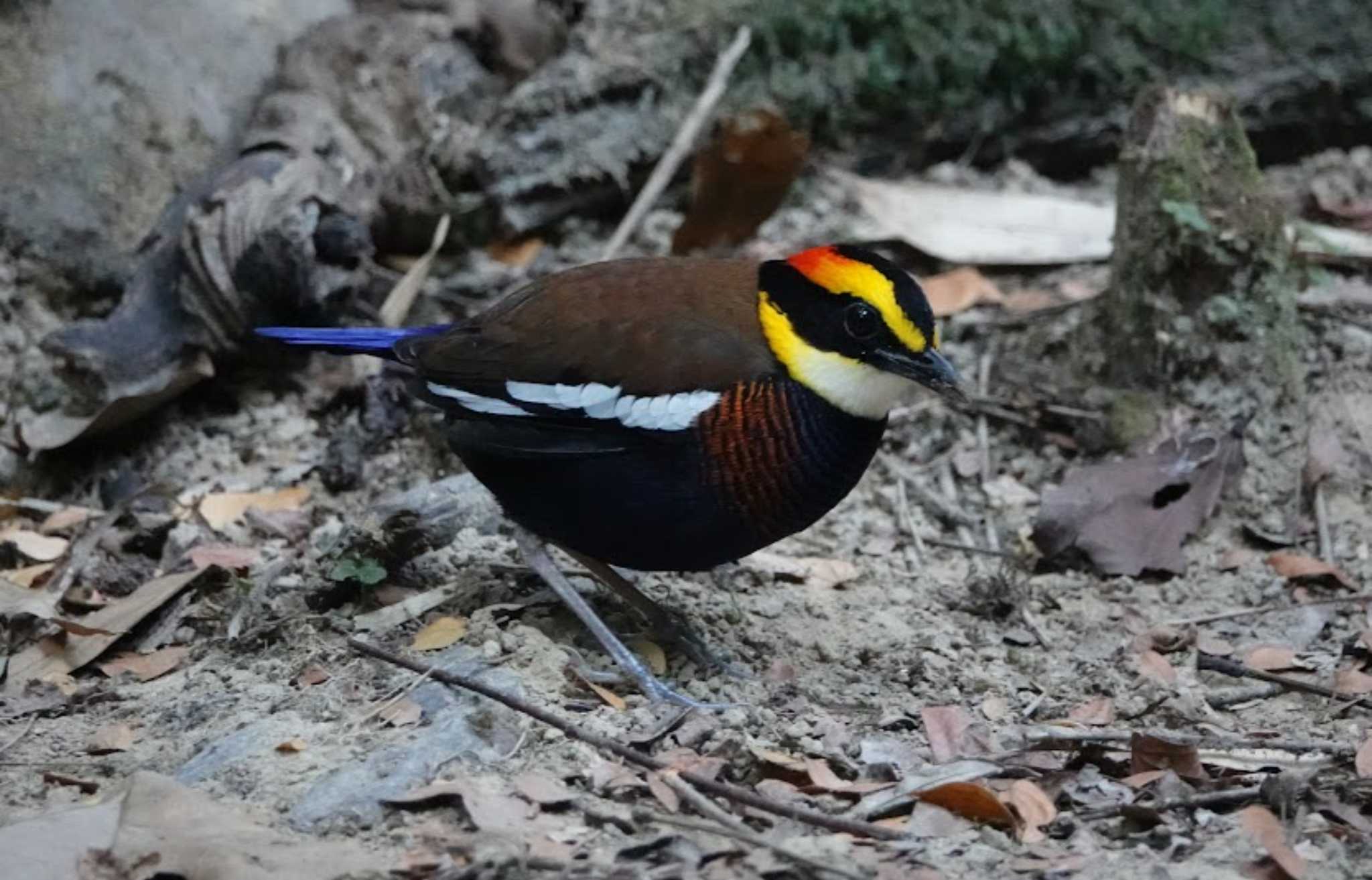 マレーシマヤイロチョウ　在庫から