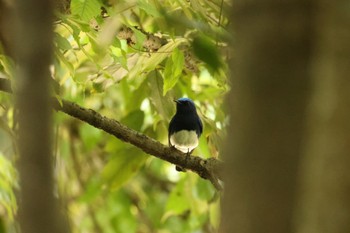 オオルリ 静岡県森林公園 2022年6月4日(土)