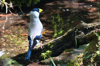イカル 西湖野鳥の森公園 2022年6月4日(土)