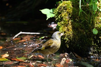 カワラヒワ 西湖野鳥の森公園 2022年6月4日(土)