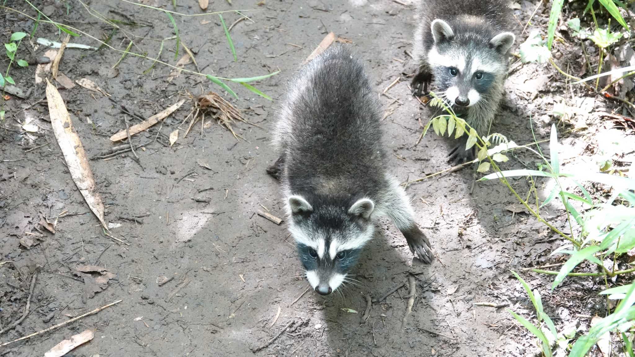 なんと、足元にアライグマが！！