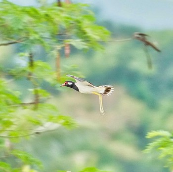 Red-wattled Lapwing Khao Mai Keao Reservation Park Sat, 6/4/2022