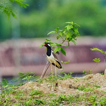 Red-wattled Lapwing Khao Mai Keao Reservation Park Sat, 6/4/2022